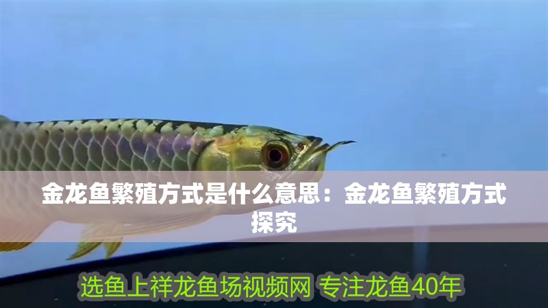 金龍魚繁殖方式是什么意思：金龍魚繁殖方式探究