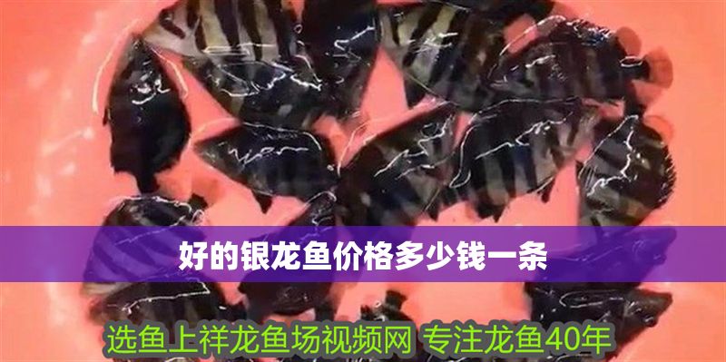 好的銀龍魚價格多少錢一條 好的銀龍魚價格多少錢一條 龍魚百科 第1張