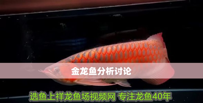金龍魚分析討論