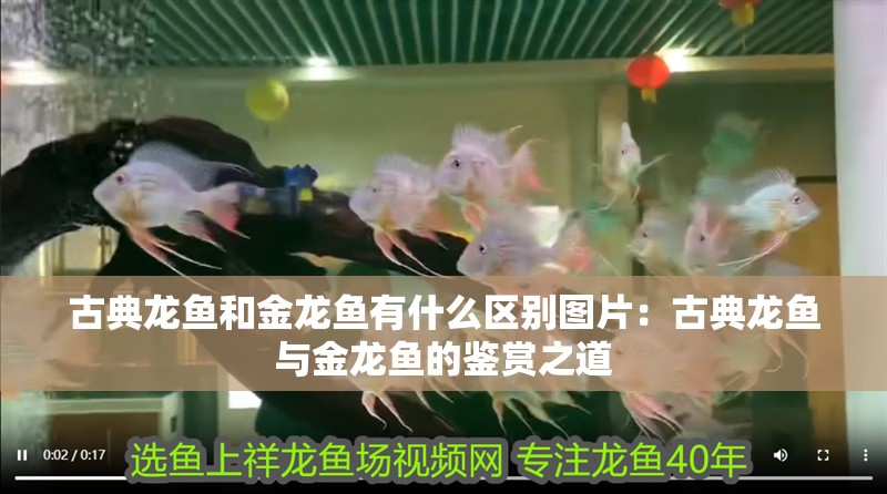 古典龍魚和金龍魚有什么區別圖片：古典龍魚與金龍魚的鑒賞之道