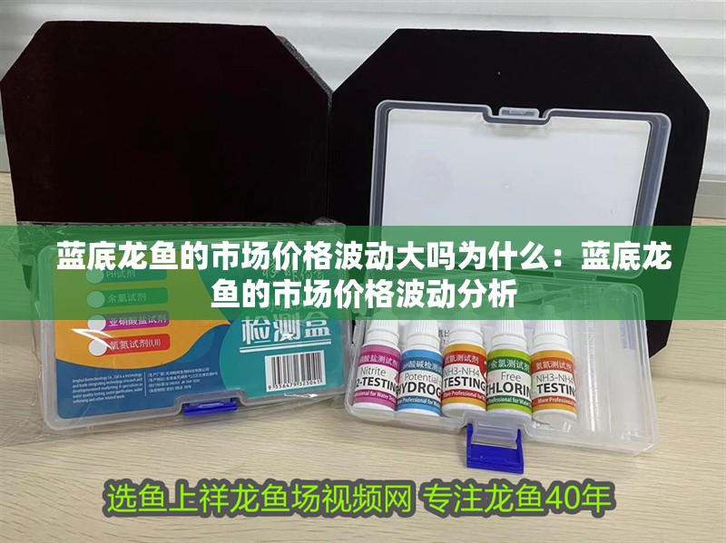 藍底龍魚的市場價格波動大嗎為什么：藍底龍魚的市場價格波動分析