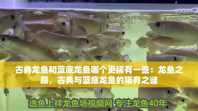 古典龍魚和藍(lán)底龍魚哪個更稀有一些：龍魚之巔，古典與藍(lán)底龍魚的稀有之謎