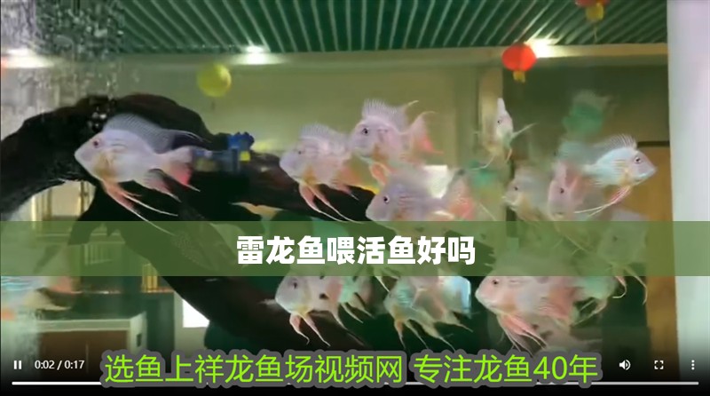 雷龍魚喂活魚好嗎
