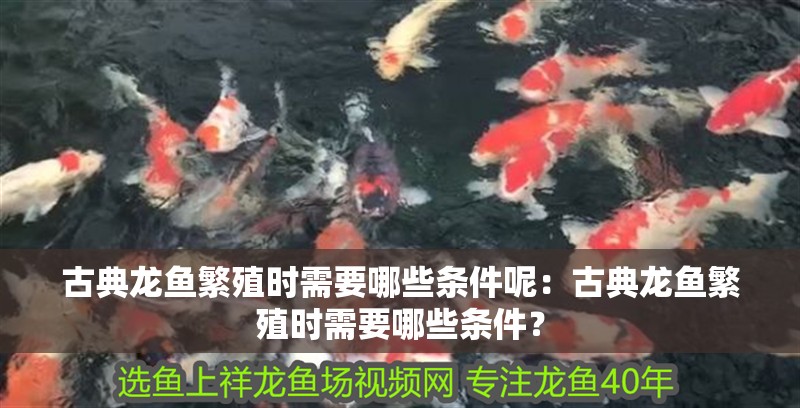 古典龍魚繁殖時需要哪些條件呢：古典龍魚繁殖時需要哪些條件？