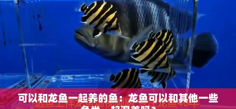 可以和龍魚一起養的魚：龍魚可以和其他一些魚類一起混養嗎？ 可以和龍魚一起養的魚：龍魚可以和其他一些魚類一起混養嗎？ 龍魚百科 第2張