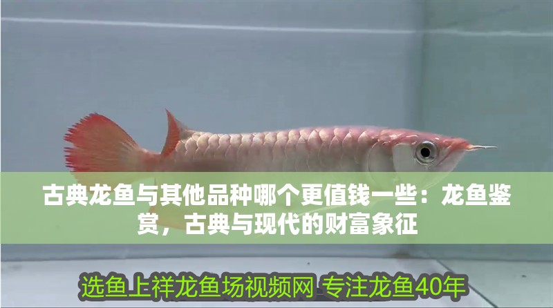 古典龍魚與其他品種哪個(gè)更值錢一些：龍魚鑒賞，古典與現(xiàn)代的財(cái)富象征