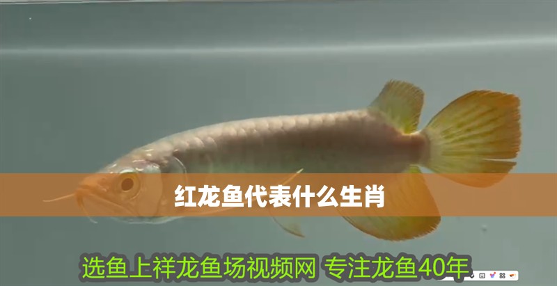 龍魚麻醉劑：龍魚麻醉用什么藥物最好，安全有效的選擇指南