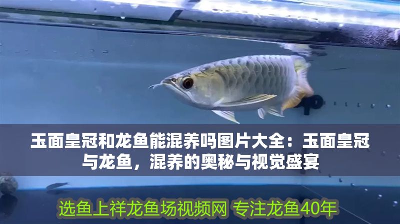 玉面皇冠和龍魚能混養(yǎng)嗎圖片大全：玉面皇冠與龍魚，混養(yǎng)的奧秘與視覺盛宴