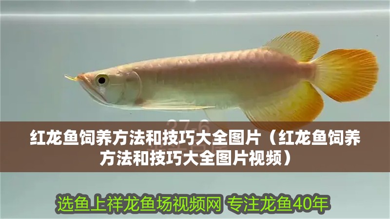 紅龍魚飼養方法和技巧大全圖片（紅龍魚飼養方法和技巧大全圖片視頻）