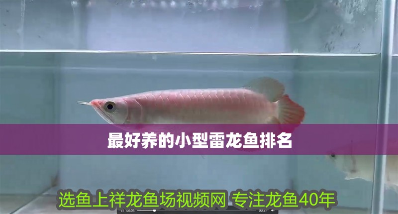 最好養(yǎng)的小型雷龍魚(yú)排名