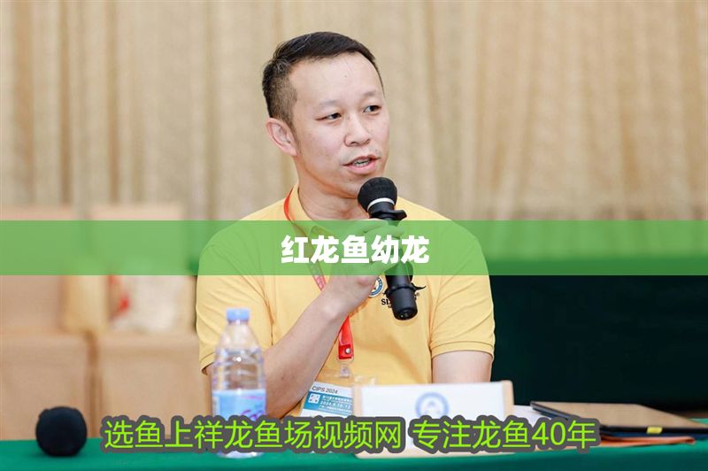 紅龍魚幼龍 龍魚百科 第1張 紅龍魚幼龍 紅龍魚幼龍 龍魚百科 第1張