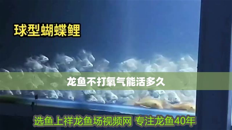 龍魚不打氧氣能活多久