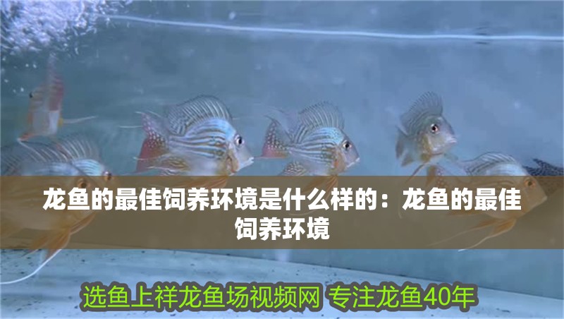 龍魚的最佳飼養環境是什么樣的：龍魚的最佳飼養環境