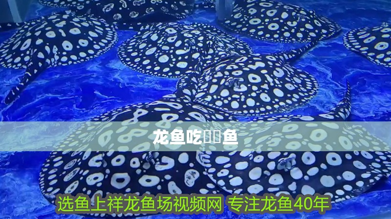 龍魚吃鳑鲏魚 龍魚吃鳑鲏魚 龍魚百科
