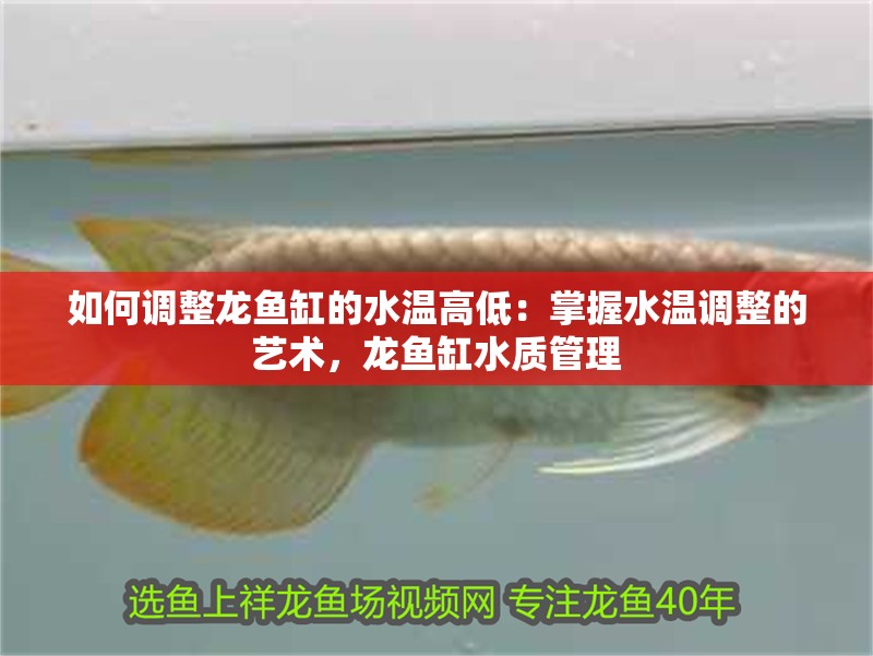 如何調整龍魚缸的水溫高低：掌握水溫調整的藝術，龍魚缸水質管理
