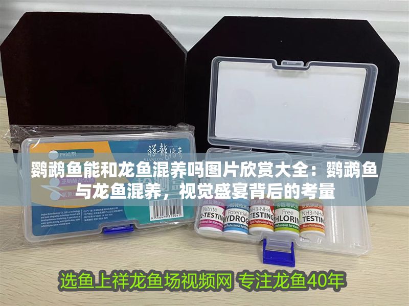 鸚鵡魚能和龍魚混養嗎圖片欣賞大全：鸚鵡魚與龍魚混養，視覺盛宴背后的考量