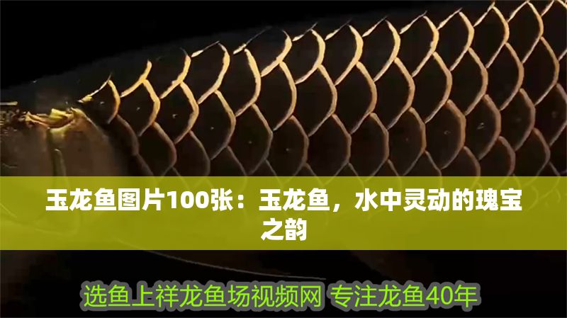 玉龍魚圖片100張：玉龍魚，水中靈動的瑰寶之韻