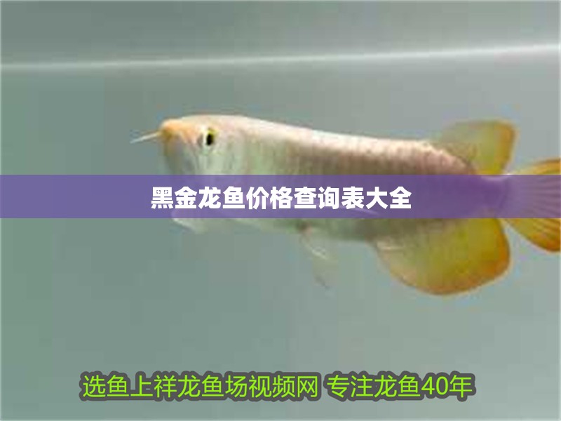 黑金龍魚價(jià)格查詢表大全