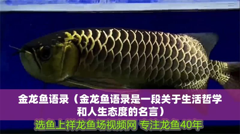 金龍魚語錄（金龍魚語錄是一段關于生活哲學和人生態度的名言）