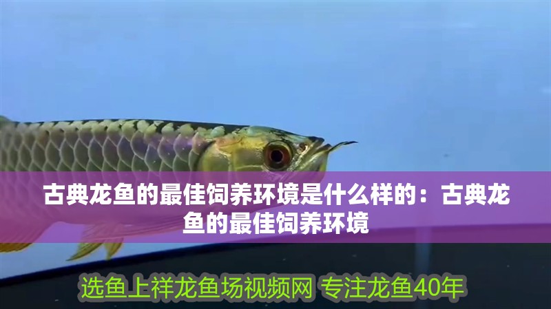 古典龍魚的最佳飼養環境是什么樣的：古典龍魚的最佳飼養環境