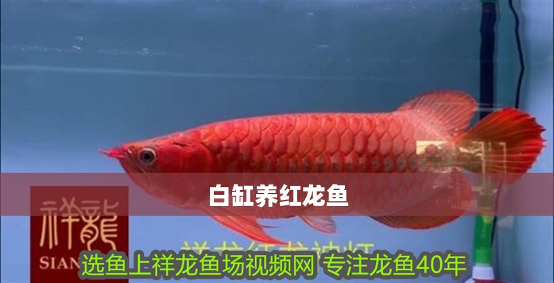 白缸養紅龍魚
