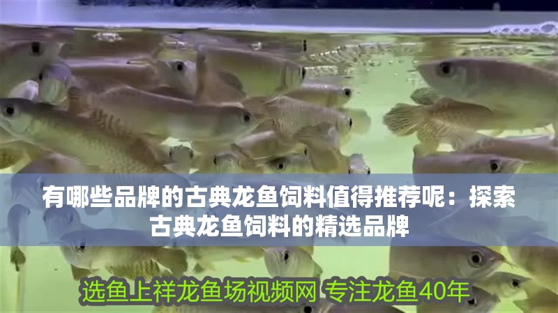 有哪些品牌的古典龍魚(yú)飼料值得推薦呢：探索古典龍魚(yú)飼料的精選品牌