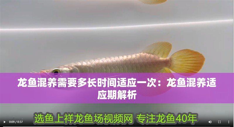 龍魚混養(yǎng)需要多長(zhǎng)時(shí)間適應(yīng)一次：龍魚混養(yǎng)適應(yīng)期解析