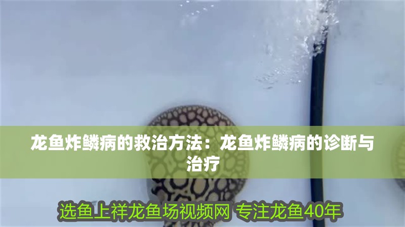 龍魚炸鱗病的救治方法：龍魚炸鱗病的診斷與治療