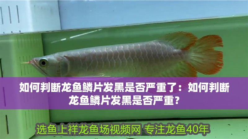 如何判斷龍魚鱗片發黑是否嚴重了：如何判斷龍魚鱗片發黑是否嚴重？