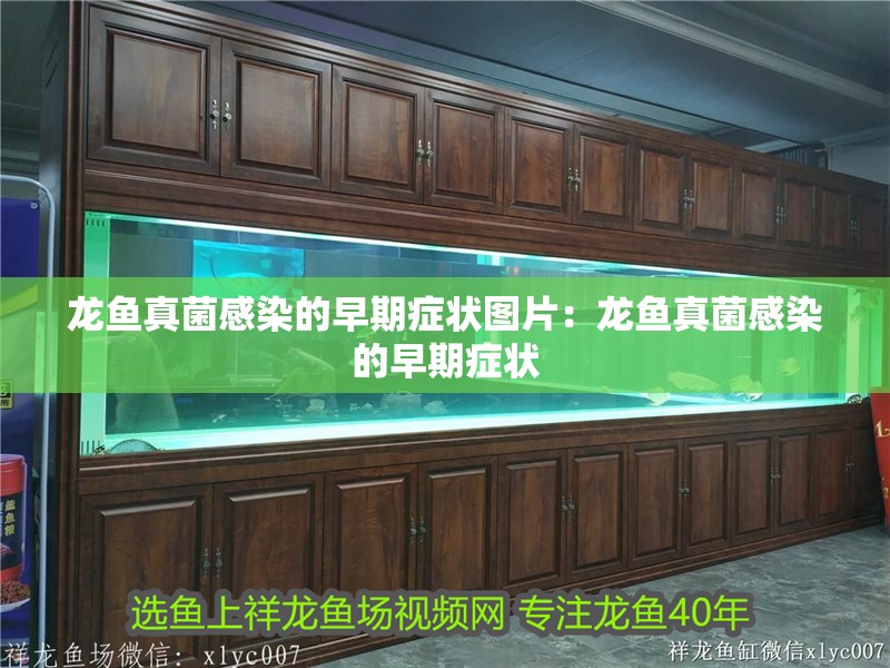 龍魚真菌感染的早期癥狀圖片：龍魚真菌感染的早期癥狀