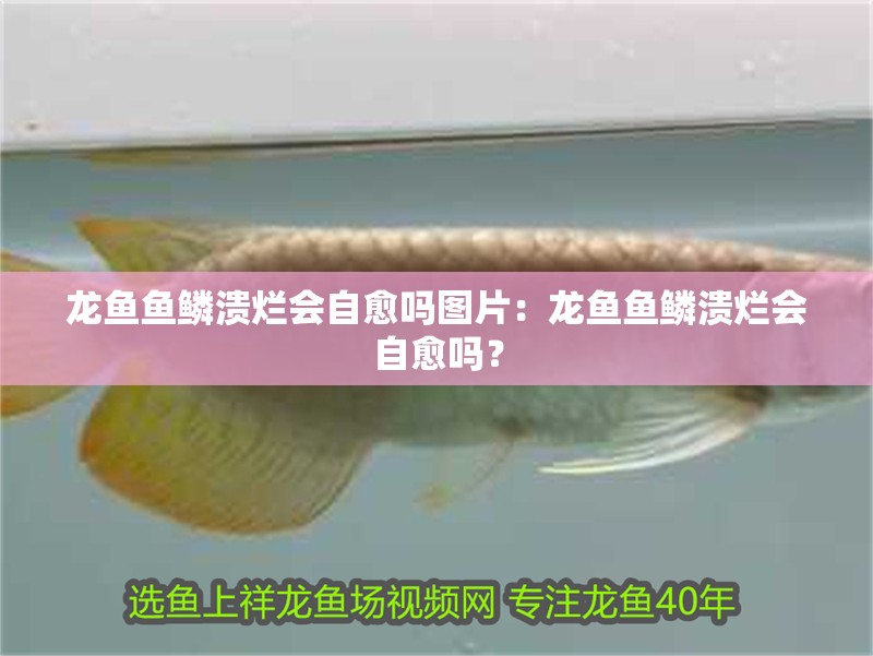 龍魚魚鱗潰爛會自愈嗎圖片：龍魚魚鱗潰爛會自愈嗎？