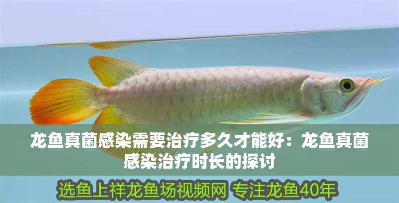 龍魚真菌感染需要治療多久才能好：龍魚真菌感染治療時(shí)長的探討