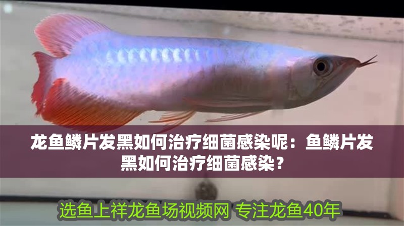 龍魚鱗片發黑如何治療細菌感染呢：魚鱗片發黑如何治療細菌感染？