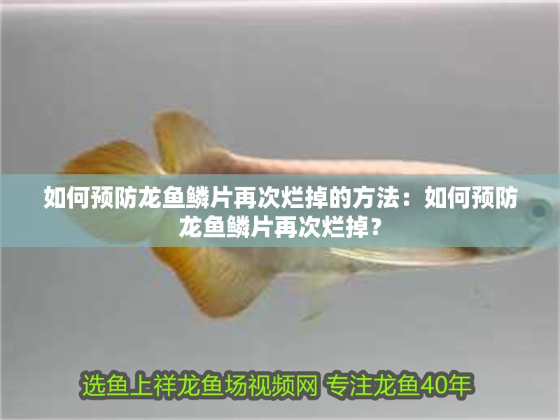 如何預防龍魚鱗片再次爛掉的方法：如何預防龍魚鱗片再次爛掉？