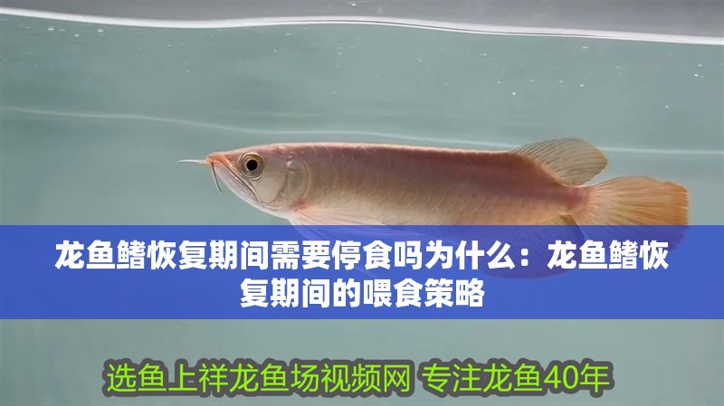 龍魚鰭恢復期間需要停食嗎為什么：龍魚鰭恢復期間的喂食策略