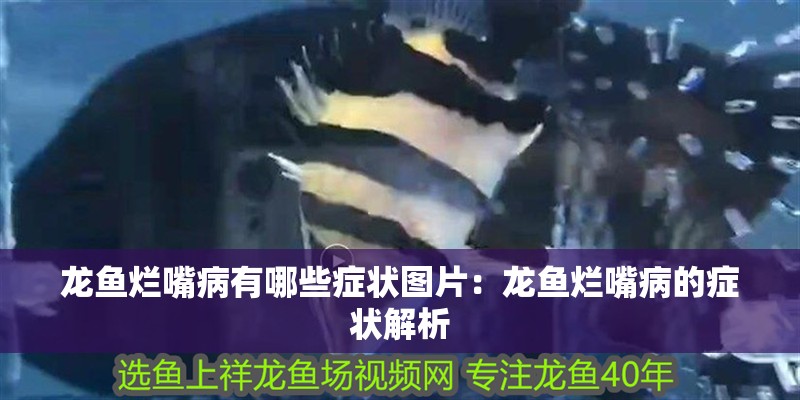 龍魚(yú)爛嘴病有哪些癥狀圖片：龍魚(yú)爛嘴病的癥狀解析