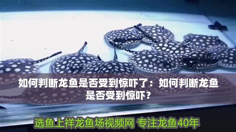 如何判斷龍魚是否受到驚嚇了：如何判斷龍魚是否受到驚嚇？
