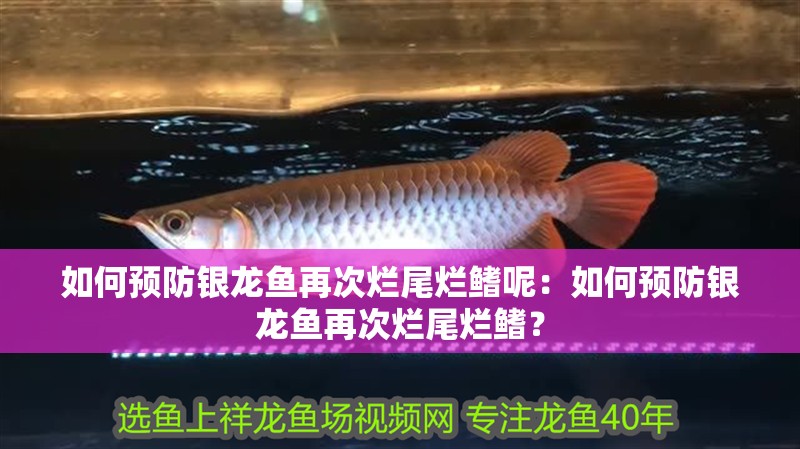 如何預防銀龍魚再次爛尾爛鰭呢：如何預防銀龍魚再次爛尾爛鰭？