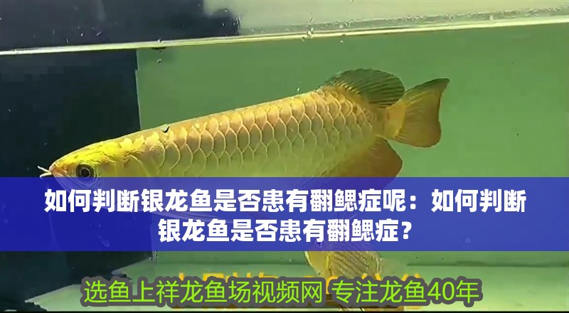 魚缸過濾器選購指南:自制魚缸過濾器魚缸上置過濾器對于養魚愛好者的必備知識 如何判斷銀龍魚是否患有翻鰓癥呢:如何判斷銀龍魚是否患有翻鰓癥? 水族問答 如何判斷銀龍魚是否患有翻鰓癥呢:如何判斷銀龍魚是否患有翻鰓癥? 如何判斷銀龍魚是否患有翻鰓癥呢:如何判斷銀龍魚是否患有翻鰓癥? 水族問答