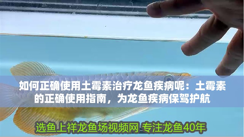 如何正確使用土霉素治療龍魚疾病呢：土霉素的正確使用指南，為龍魚疾病保駕護航