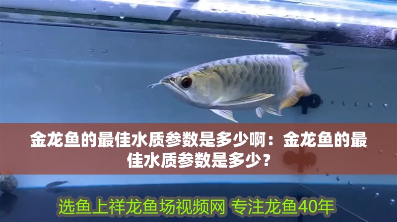 金龍魚的最佳水質參數是多少啊：金龍魚的最佳水質參數是多少？