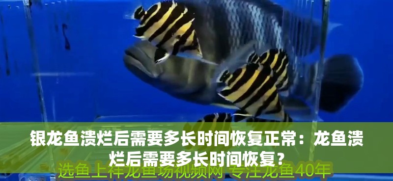 銀龍魚潰爛后需要多長(zhǎng)時(shí)間恢復(fù)正常：龍魚潰爛后需要多長(zhǎng)時(shí)間恢復(fù)？