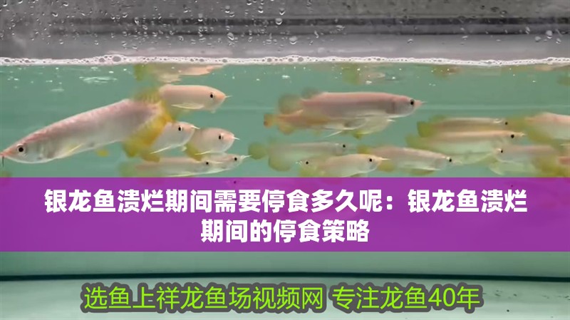 銀龍魚潰爛期間需要停食多久呢：銀龍魚潰爛期間的停食策略