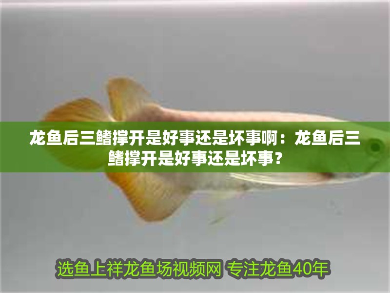 龍魚后三鰭撐開是好事還是壞事啊：龍魚后三鰭撐開是好事還是壞事？
