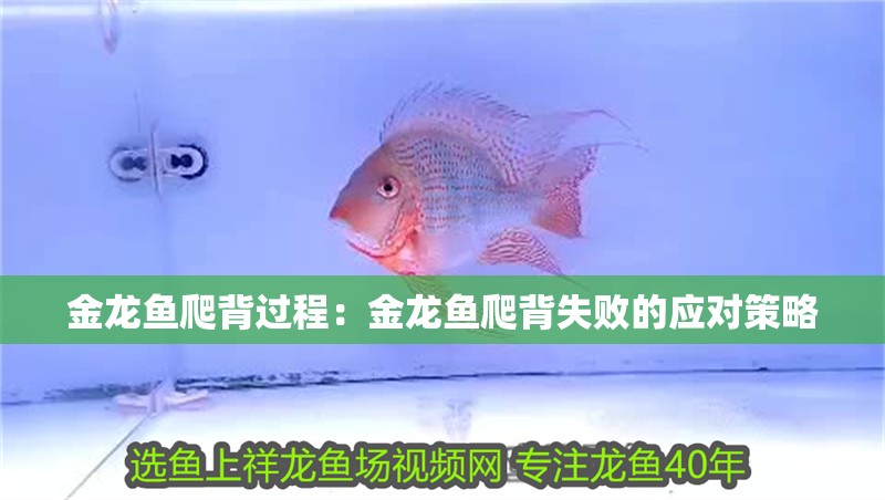 金龍魚爬背過程：金龍魚爬背失敗的應對策略