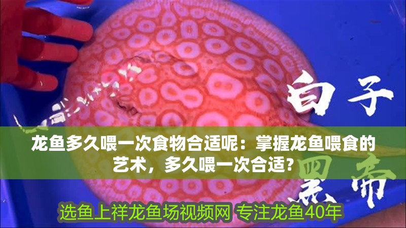 龍魚多久喂一次食物合適呢：掌握龍魚喂食的藝術，多久喂一次合適？