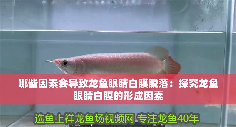 哪些因素會導致龍魚眼睛白膜脫落：探究龍魚眼睛白膜的形成因素