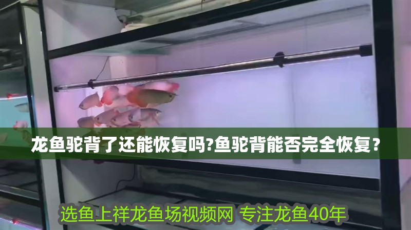 龍魚駝背了還能恢復嗎?魚駝背能否完全恢復？