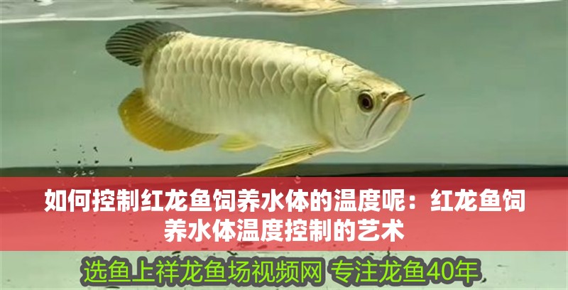 如何控制紅龍魚飼養(yǎng)水體的溫度呢：紅龍魚飼養(yǎng)水體溫度控制的藝術(shù)