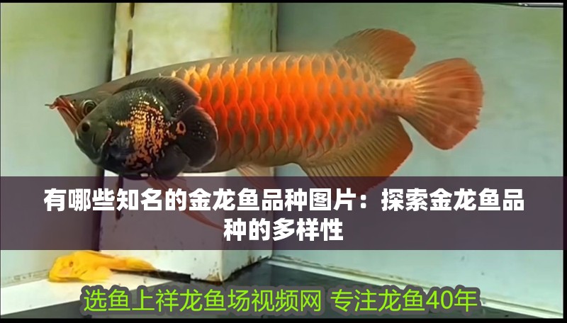 有哪些知名的金龍魚品種圖片：探索金龍魚品種的多樣性
